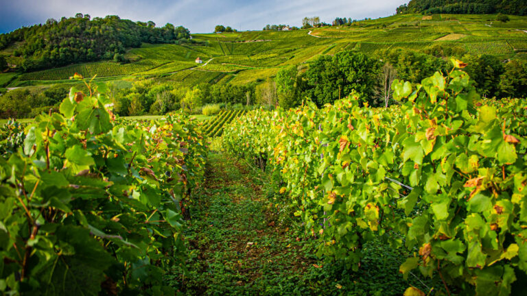 Lire la suite à propos de l’article Domaine des Marnes Blanches : « le futur du Jura s’écrit ici. » (La Rvf)