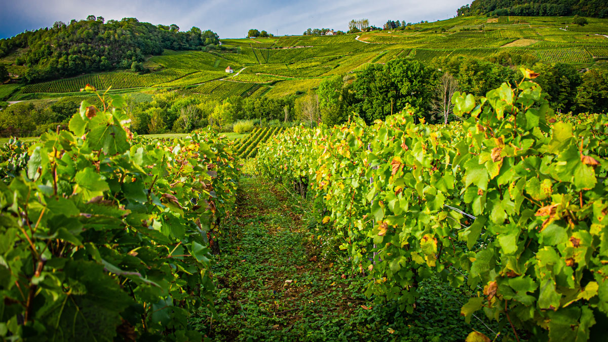 Lire la suite à propos de l’article Domaine des Marnes Blanches : « le futur du Jura s’écrit ici. » (La Rvf)