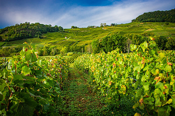 domaine des marnes blanches