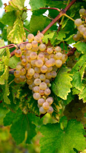 chasselas