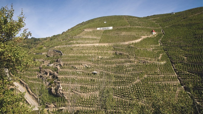 condrieu vignoble