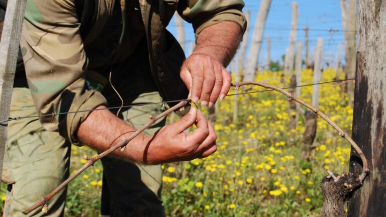 Lire la suite à propos de l’article Pietro Caciorgna : un fil rouge entre vigne et volcan