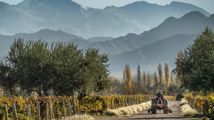 Cheval des Andes