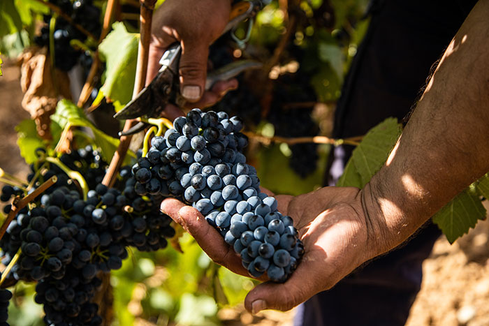 vin millésime 2022