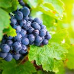Tout ce qu’il faut savoir sur le cépage gamay