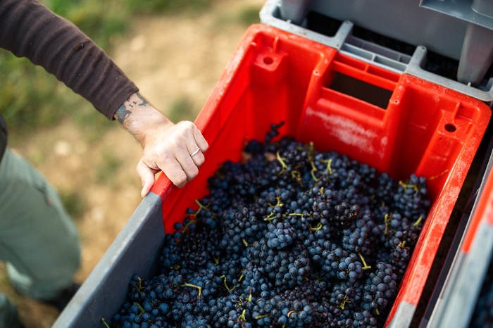 iDealwine - Hospices de Nuits vendanges 24