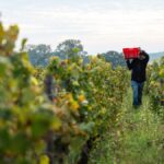 Domaine des Hospices de Nuits-Saint-Georges : un modèle unique en Côte de Nuits