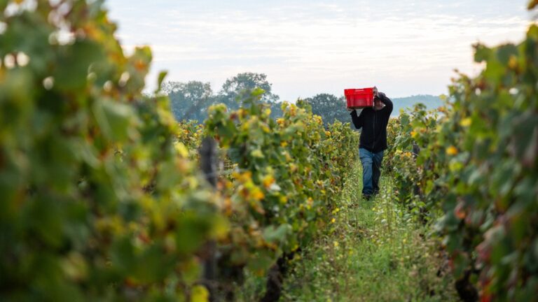 Lire la suite à propos de l’article Domaine des Hospices de Nuits-Saint-Georges : un modèle unique en Côte de Nuits
