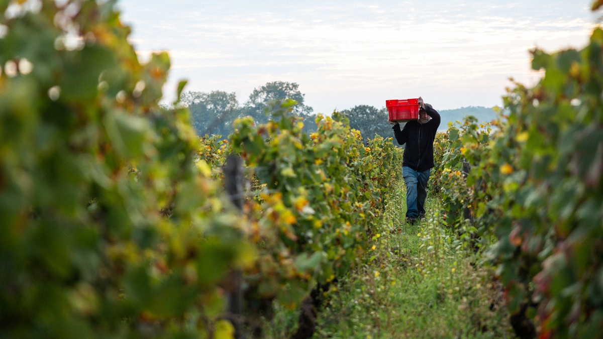 Lire la suite à propos de l’article Domaine des Hospices de Nuits-Saint-Georges : un modèle unique en Côte de Nuits