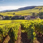 Domaine Belema, repenser le vigneron par la nature