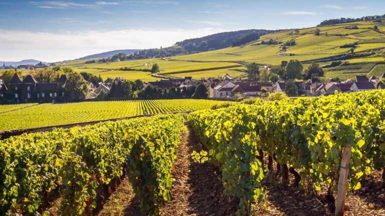 Lire la suite à propos de l’article Domaine Belema, repenser le vigneron par la nature