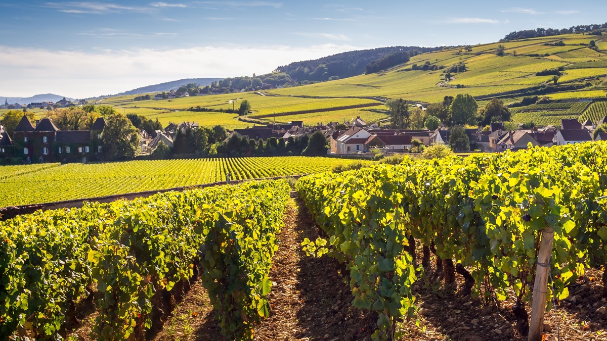 Lire la suite à propos de l’article Domaine Belema, repenser le vigneron par la nature