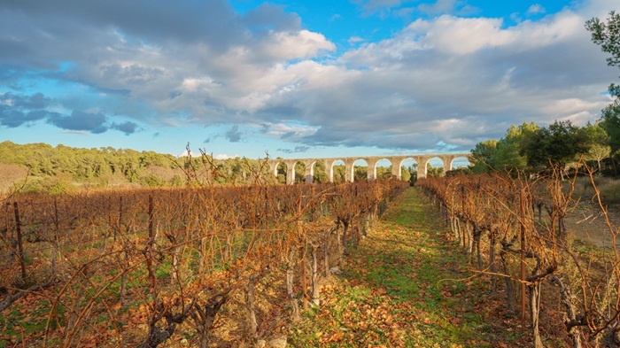 empire romain vigne