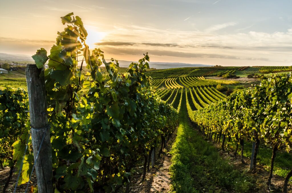 domaine bellema
domaine bellema iDealwine