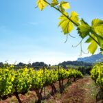 Maxime Dubuet-Boillot : de la furie des courses automobiles au calme de la vigne