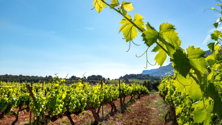 Lire la suite à propos de l’article Maxime Dubuet-Boillot : de la furie des courses automobiles au calme de la vigne