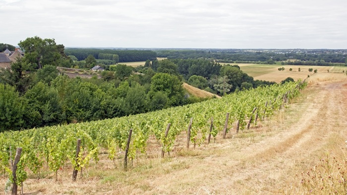 quart de chaume grand cru