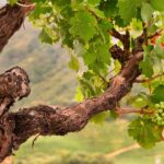 Les vieilles vignes sont-elles toujours vieilles ?