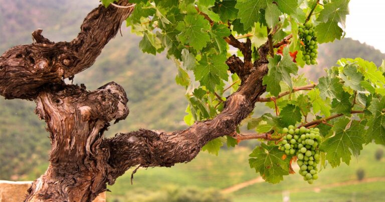 Lire la suite à propos de l’article Les vieilles vignes sont-elles toujours vieilles ?
