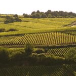 Domaine Kuheiji : une passerelle entre le Japon et la Bourgogne
