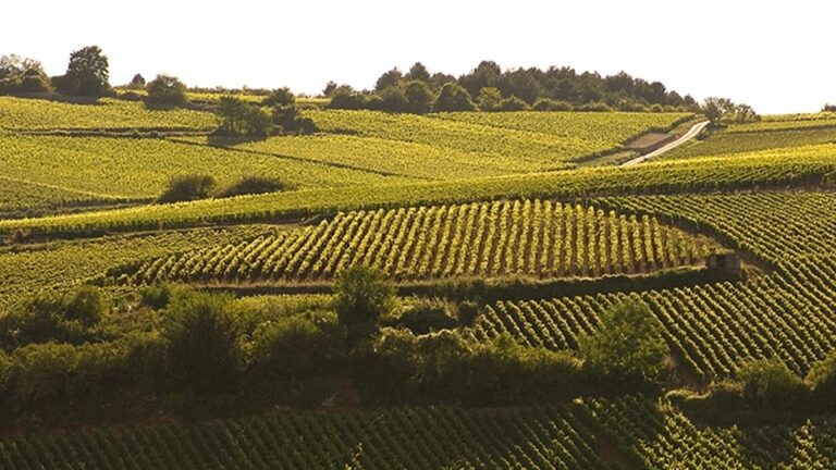Lire la suite à propos de l’article Domaine Kuheiji : une passerelle entre le Japon et la Bourgogne