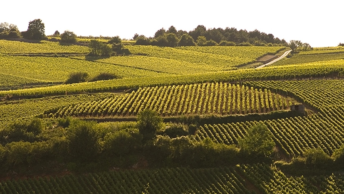 Lire la suite à propos de l’article Domaine Kuheiji : une passerelle entre le Japon et la Bourgogne