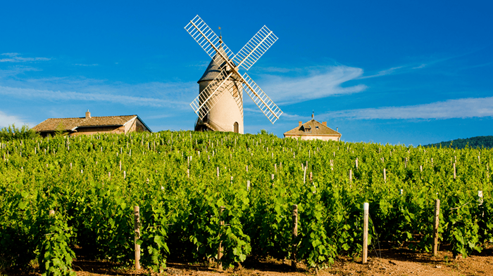 beaujolais vignes