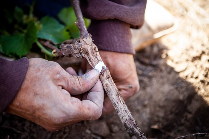 greffe vigne sur pied
