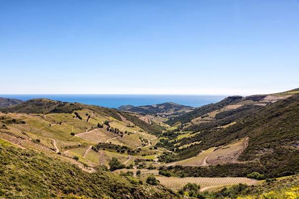 conservation banyuls après ouverture
fabrication banyuls
banyuls alcool
vin de banyuls