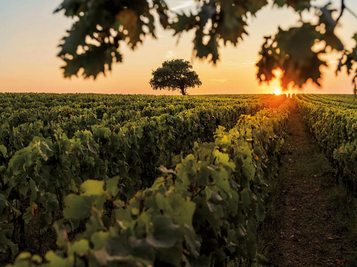 vin italien le plus cher
vins italiens les plus chers
Tenuta Dell'Ornellaia
Ornellai