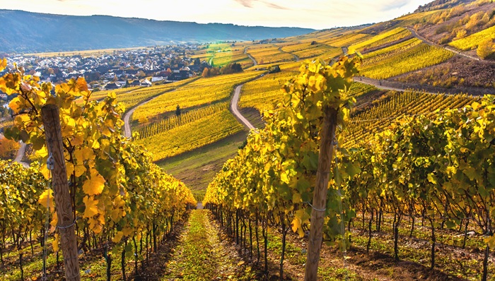 chardonnay region
le chardonnay
chardonnays
chardonnay cepage