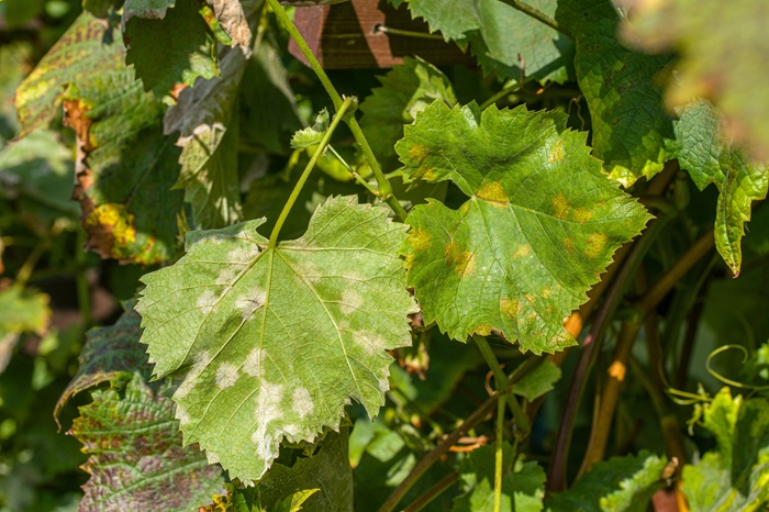réchauffement climatique impact vignes
mildiou effet
