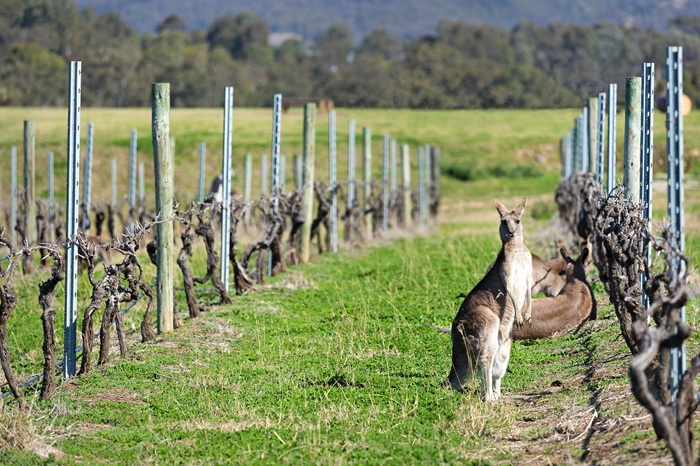 chardonnay region
le chardonnay
chardonnays
chardonnay cepage