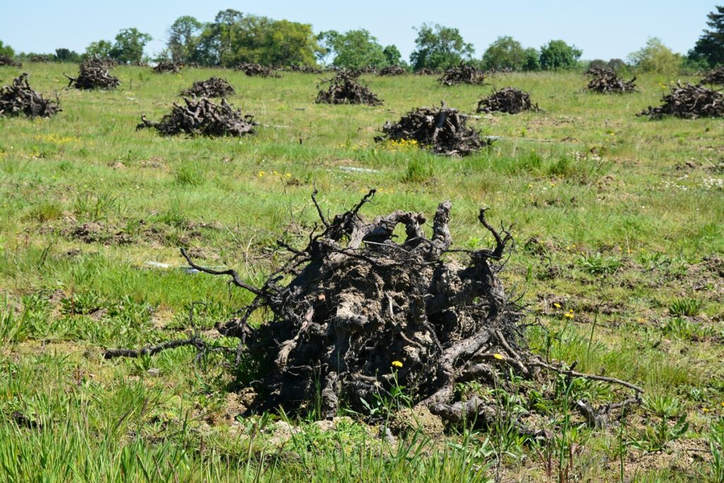 arrachage vignes
surface mondiale viticole 
surface mondiale vignes