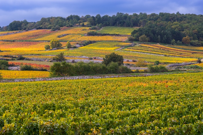 Chardonnay origine du nom
chardonnay origine
chardonnay region
le chardonnay