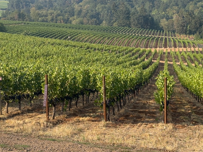 chardonnay region
le chardonnay
chardonnays
chardonnay cépage