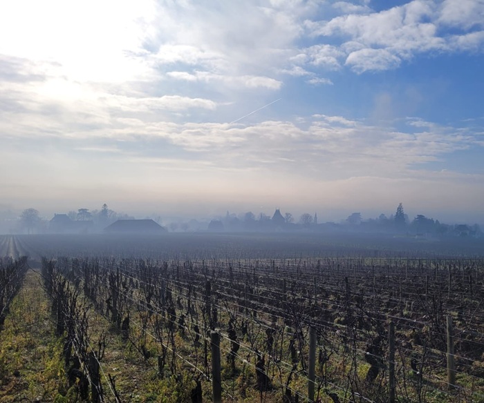 CORTON LANGUETTES chapuis et chapuis