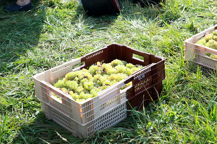 vendanges chapuis et chapuis