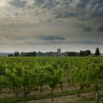 Primeurs 2024 | Présentation du millésime 2024 à Bordeaux : météo et caractéristiques des vins