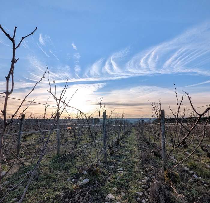 Vignes Thomas de Marne Champagne