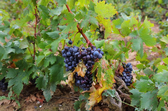 domaine maxime magnon
maxime magnon
vin naturel languedoc