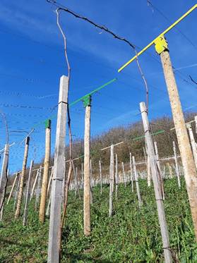 Adrien Berlioz
Cellier des Cray
Berlioz savoie
vignes savoie
Adrien Berlioz domaine