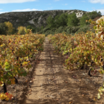L’appellation Corbières réinventée : le regard de Maxime Magnon