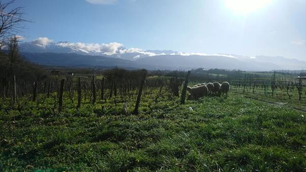 Adrien Berlioz
domaine Adrien Berlioz
Cellier des Cray
Berlioz savoie
savoie