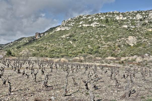 domaine maxime magnon
maxime magnon
vignes corbières
vins de corbières