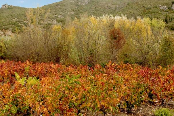 domaine maxime magnon
maxime magnon
vins des corbières