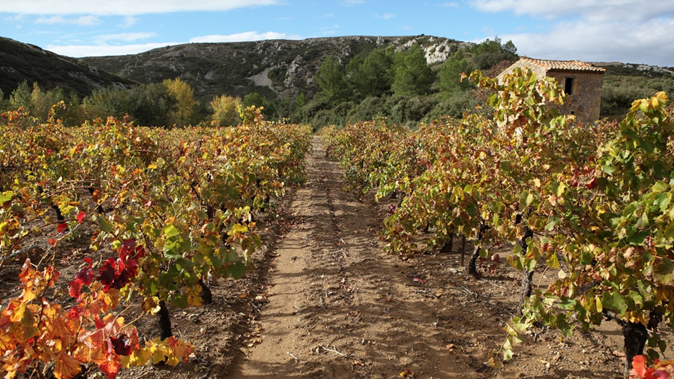 domaine maxime magnon
maxime magnon
domaine corbières
vin naturels corbières