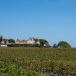 Primeurs 2024 | Sauternes et Barsac : analyse du millésime et coups de cœur