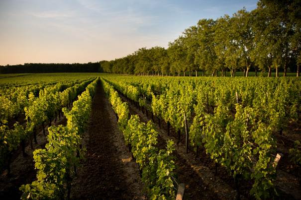 château carbonnieux
vignes bordeaux
vignoble de bordeaux
vignoble bordelais