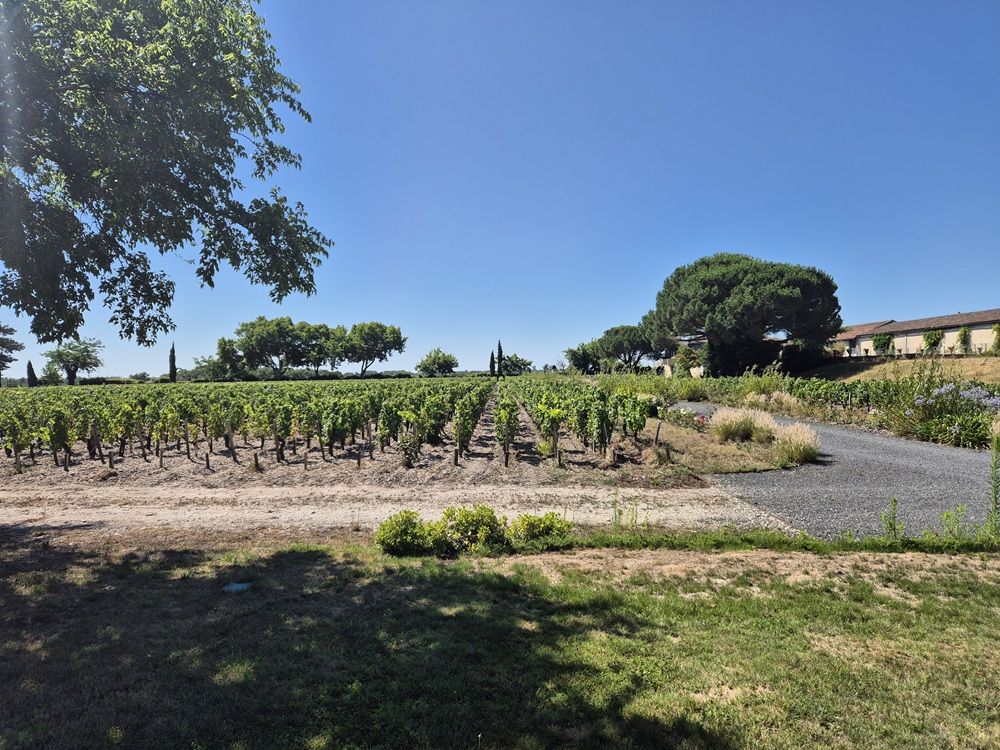 Les vignes et l'environnement de Château Chasse-Spleen